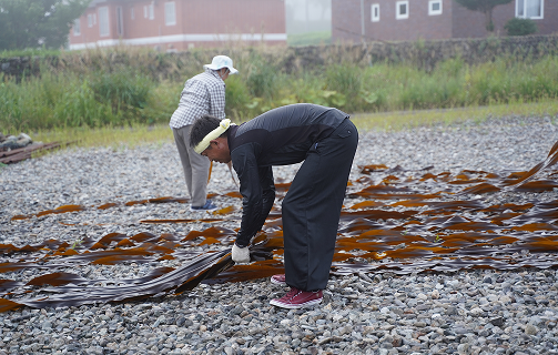 漁師さんの昆布漁体験